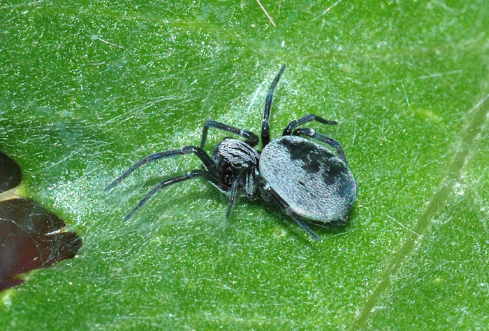 Dictyna sp.